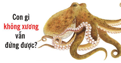 Mỗi ngày 3 câu đố: Con gì không xương sống vẫn đứng được?
