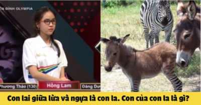 Mỗi ngày 3 câu đố: Câu đố làm khó thí sinh Olympia nhưng đáp án lại dễ bất ngờ