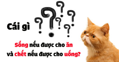 Mỗi ngày 3 câu đố: Cái gì sống nếu được cho ăn và chết nếu được cho uống?
