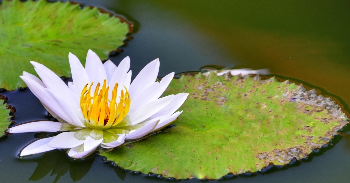 Để cuộc đời luôn an yên, hãy sống vị tha và luôn giúp đỡ ngừơi khác bằng tấm lòng thiện lương.