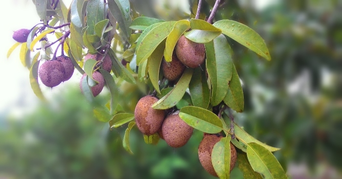 Hồng xiêm hay còn gọi là Sa-bô-chê là loại quả ngon ngọt được nhiều người ưa thích. Bên cạnh đó, loại quả này còn chữa nhiều bệnh cực hay và các thành phần dinh dưỡng rất có lợi cho sức khỏe người dùng