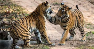 Luyện nghe tiếng Trung cơ bản qua truyện ngắn ý nghĩa: Hai con hổ