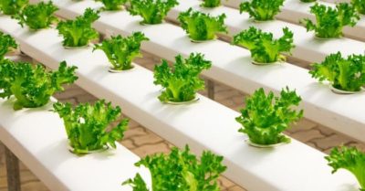 Cách trồng rau không cần đất tại nhà dễ thực hiện