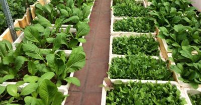 Trồng rau tại nhà trong thùng xốp đơn giản