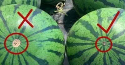 5 dấu hiệu nhìn từ bên ngoài đảm bảo dưa hấu ngọt lịm