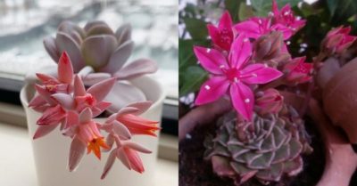 Kỹ thuật trồng sen đá để cây có thể ra hoa