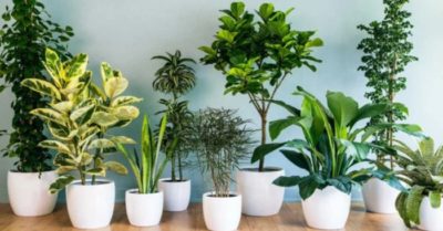 10 loại cây cảnh trồng trong nhà giúp thanh lọc không khí, đem lại may mắn cho gia chủ
