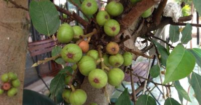 Quả sung: loại quả dân dã nhưng trị bệnh cực hay