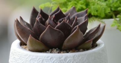 Sen đá nâu – Cách chăm sóc và ý nghĩa đặc biệt