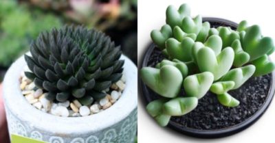 Các loại sen đá đẹp được nhiều người yêu thích