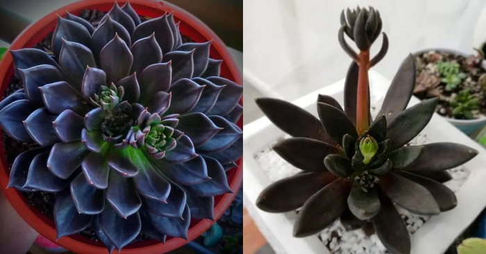 Các loại sen đá nở hoa có ý nghĩa gì; phong thủy, tác dụng, khó trồng; giống mới; nâu, vàng, đỏ.