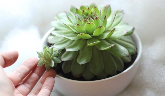 Những loại sen đá ra hoa đẹp; làm chậu trồng; bằng đèn; bao lâu thì lớn; Cách, mini, đẹp nhất.