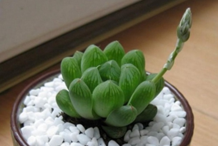 hoa đá kim, đẹp mix màu, ý nghĩa gì khi nở hoa, nhân giống để cho cây ra hoa, mua hạt ở đâu giá rẻ.