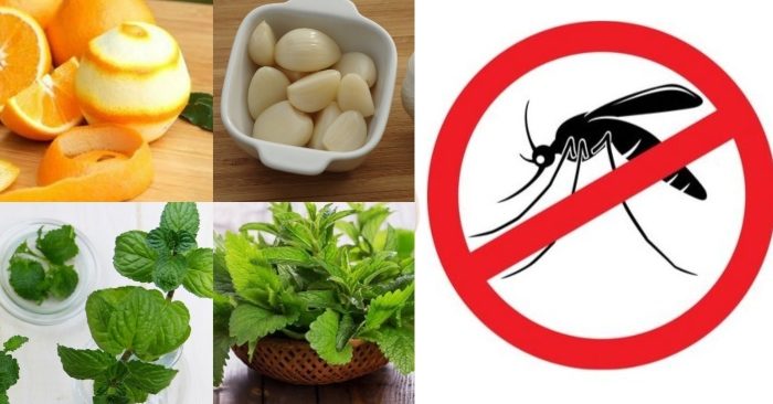 Những nguyên liệu có sẵn tại nhà như vỏ bưởi, cam , quýt; tỏi, bã che... được sử dụng làm cách đuổi muỗi an toàn và vô cùng hiệu quả.