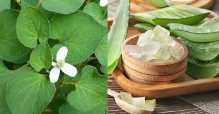 Rau diếp cá với khả năng làm mát da, điều tiết độ ẩm trên da, giải độc và kháng khuẩn cao. Giúp trị mụn hiệu quả.