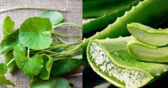Rau má thường được dùng làm nước ép hoặc chế biến món ăn có tác dụng thanh nhiệt, giải độc.