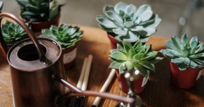 Cách tưới nước cho sen đá để cây luôn tươi tốt