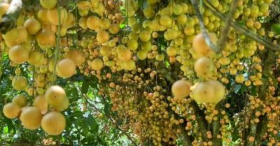 Cây cổ thụ nghìn quả từ gốc tới ngọn: Đại gia xin mua, bà chủ lắc đầu