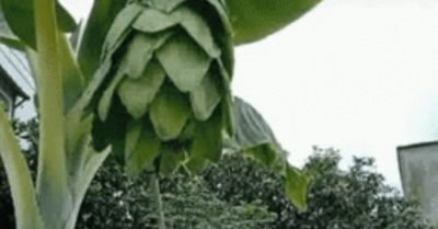 Loại chuối lạ có nhiều công dụng đặc biệt nhưng ít người biết đến