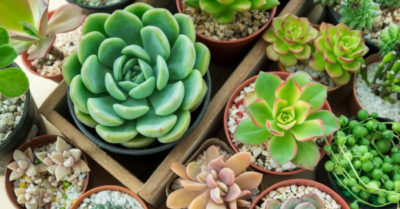 Hạt giống sen đá mix nhiều màu giá rẻ – quy trình ươm chi tiết