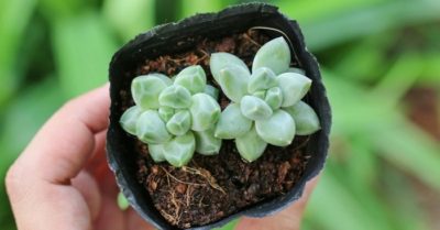Hướng dẫn trồng sen đá bằng hạt có tỷ lệ nảy mầm cao