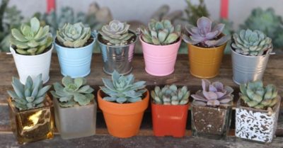 Kinh nghiệm chọn mua chậu sen đá đẹp và chất lượng