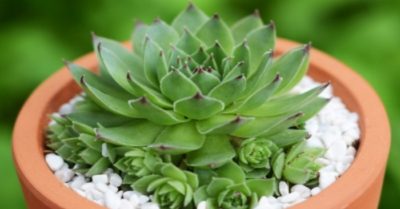 Những loại sen đá khó trồng – cách chọn sen đá