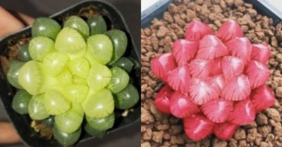 Cách trồng sen đá kim cương – đặc điểm, ý nghĩa và cách nhân giống