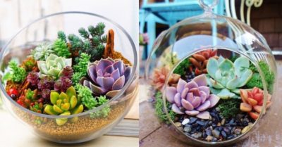 Cách trồng sen đá nghệ thuật đẹp mắt
