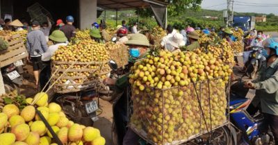 Nộp phạt 5 triệu vì đăng tin ‘vải thiều bị ép giá 2.000 đồng/kg’