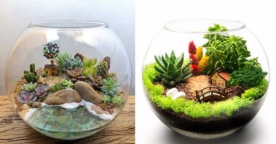 Ý tưởng tiểu cảnh sen đá trong chậu thủy tinh đẹp