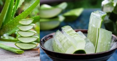 Ăn nha đam sống có tác dụng gì? Lưu ý khi sử dụng