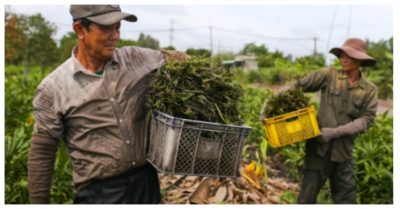 Trồng loại rau xưa dùng để chống đói, nay không chỉ thoát nghèo mà còn kiếm tiền triệu/ngày
