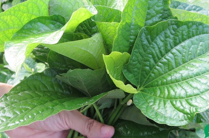 Cách nấu thịt trâu xào lá lốt; đơn các món trâu; Cách ướp thịt trâu; Cách làm thịt trâu luộc sả; Thịt trâu xào gừng.