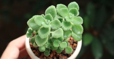 Sen đá lá thơm – nhất mạt hương mang mùi hương của sự may mắn