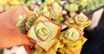 Giá sen đá xiên thịt – Tác dụng và đặc điểm của cây