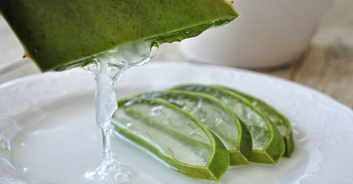 Bên trong lá của cây nha đam có một lớp dung dịch đặc, nhớt, màu trong suốt đó chính là gel nha đam. Gel nha đam là gì?;