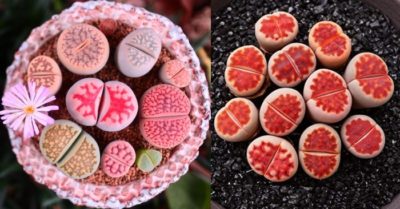 Giá sen đá mông Lithops – Cách chăm sóc để cây nhanh ra hoa