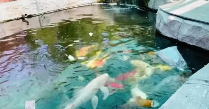 Hồ cá Koi tiền tỷ của Bằng Kiều; Clip: Đức Tiến tham quan hồ cá Koi tiền tỷ của Bằng Kiều.