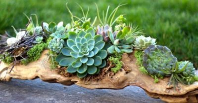Những chia sẻ dành cho người mới bắt đầu kinh doanh sen đá