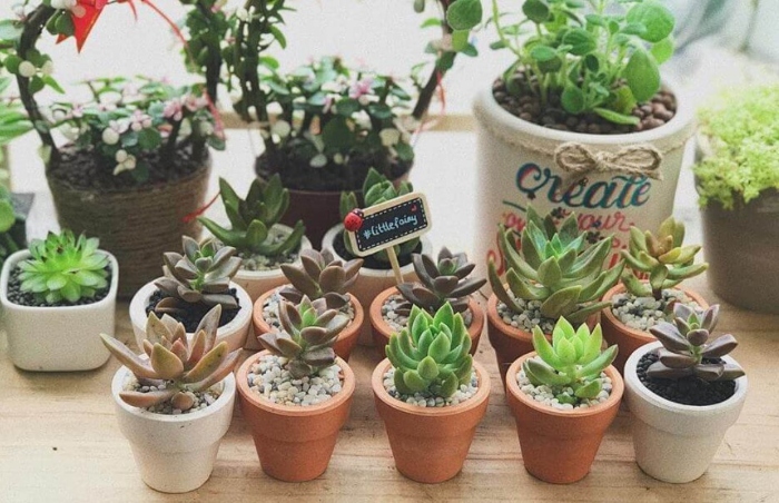 Giá sỉ sen đá; Nguồn cung cấp sỉ lẻ; Bảng giá; Mua ở đâu; chậu đẹp chất lượng, phân bón, đất trộn.