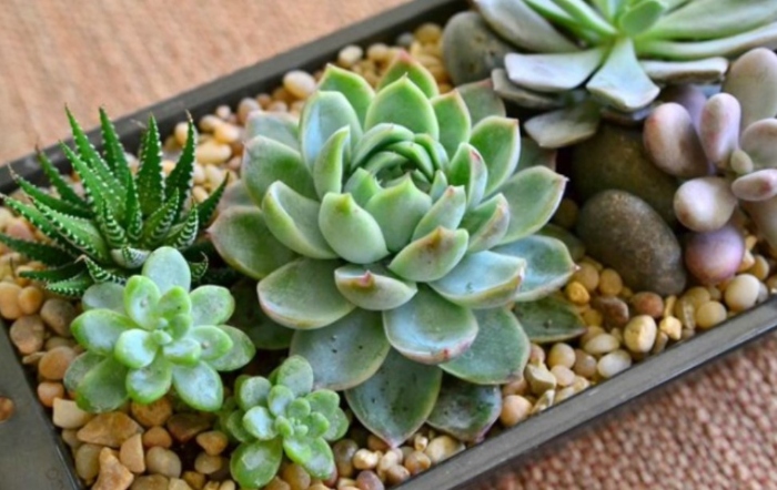 Có khả năng, giống sen đá, hạt, như những, cây mọng nước, phát triển, tình trạng, hình ảnh.