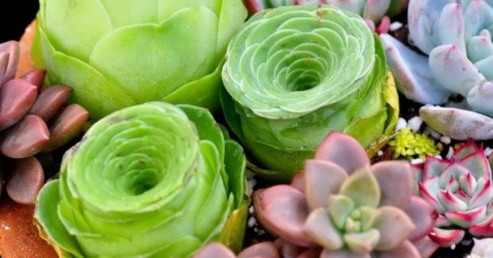 Top 11 địa chỉ bán sen đá Sài Gòn, Quận 8, Huyện Bình Chánh, 9, Cần Giờ,10, Củ Chi, 11, Hóc Môn.