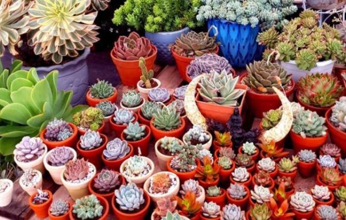 Top 11 địa chỉ bán sen đá Sài Gòn; Mua hoa đá ở đâu tại TP.HCM uy tín chất lượng; giá rẻ đẹp nhất.