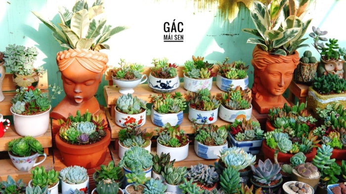 Top địa chỉ bán sen đá đẹp tại Sài Gòn; kỹ thuật, mua ở đâu, giá bao nhiêu, kinh nghiệm trồng.