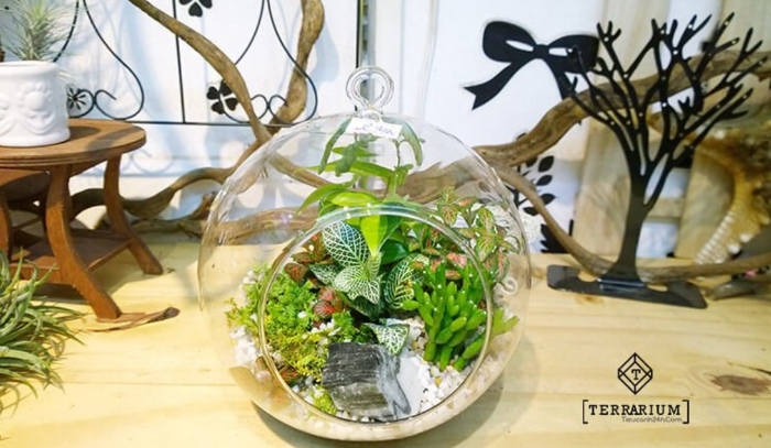 Top 11 địa chỉ bán sen đá Sài Gòn; Mua hoa đá ở đâu tại TP.HCM uy tín chất lượng; giá rẻ đẹp nhất.