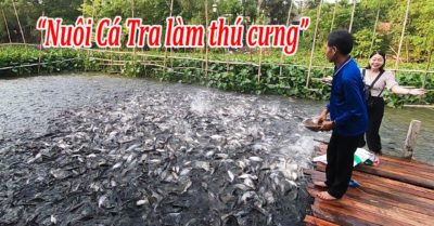 Clip: Chi tiền triệu mỗi ngày, lão nông nuôi hàng ngàn con cá Tra tự nhiên như thú cưng ở An Giang