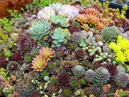 Ý nghĩa của hoa đá trong tình yêu, cuộc sống và phong thủy; các loại ý nghĩa, công dụng, màu sắc.