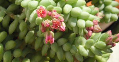 Sen đá chuỗi ngọc – ý nghĩa và chăm sóc cây đúng cách