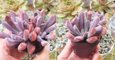 Sen đá cúc tím – Đặc điểm, ý nghĩa và cách chăm sóc cho cây khỏe mạnh